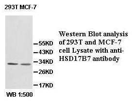 HSD17B7 / PRAP Antibody