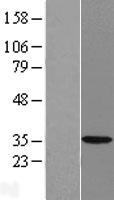HSD17B7 / PRAP Protein - Western validation with an anti-DDK antibody * L: Control HEK293 lysate R: Over-expression lysate