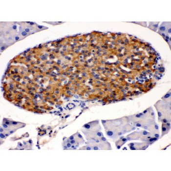 HSD2 / HSD11B2 Antibody - HSD11B2 antibody IHC-paraffin. IHC(P): Mouse Pancreas Tissue.