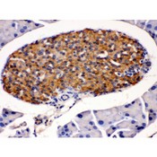 HSD2 / HSD11B2 Antibody - HSD11B2 antibody IHC-paraffin. IHC(P): Mouse Pancreas Tissue.