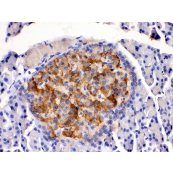 HSD2 / HSD11B2 Antibody - HSD11B2 antibody IHC-paraffin. IHC(P): Rat Pancreas Tissue.