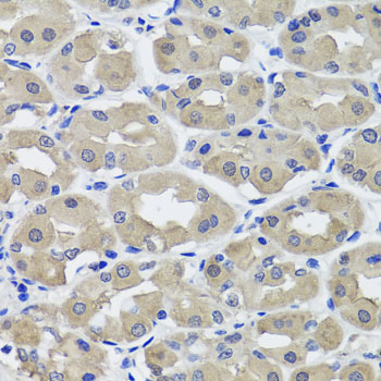 HSD2 / HSD11B2 Antibody - Immunohistochemistry of paraffin-embedded human stomach tissue.