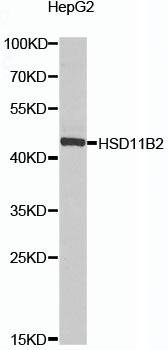 HSD2 / HSD11B2 Antibody - Western blot analysis of extracts of HepG2 cells using HSD11B2 Polyclonal Antibody at dilution of 1:1000.