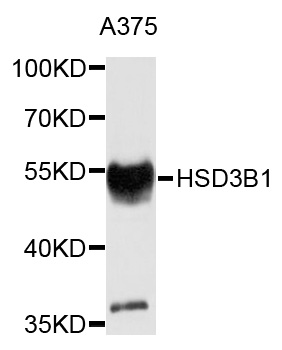 HSD3B1 Antibody - Western blot analysis of extracts of A375 cells.