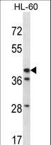 HSD3B1 Antibody - HSD3B1 Antibody western blot of HL-60 cell line lysates (35 ug/lane). The HSD3B1 antibody detected the HSD3B1 protein (arrow).