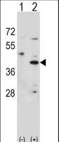 HSD3B1 Antibody - Western blot of HSD3B1 (arrow) using rabbit polyclonal HSD3B1 Antibody. 293 cell lysates (2 ug/lane) either nontransfected (Lane 1) or transiently transfected (Lane 2) with the HSD3B1 gene.