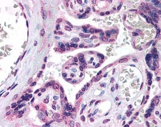 HSD3B1 Antibody - Staining of placental villi.  This image was taken for the unconjugated form of this product. Other forms have not been tested.