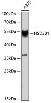 HSD3B1 Antibody - Western blot analysis of extracts of A-375 cells using HSD3B1 Polyclonal Antibody at dilution of 1:1000.