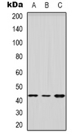 HSD3B2 Antibody - Western blot analysis of HSD3B2 expression in HEK293T (A); Raw264.7 (B); H9C2 (C) whole cell lysates.