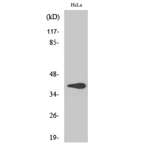 HSD3B7 Antibody - Western blot of 3beta-HSD7 antibody