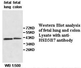 HSD3B7 Antibody