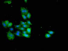 HSD3B7 Antibody - Immunofluorescent analysis of HepG2 cells at a dilution of 1:100 and Alexa Fluor 488-congugated AffiniPure Goat Anti-Rabbit IgG(H+L)