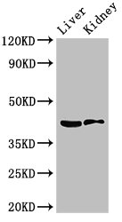 HSD3B7 Antibody - Positive Western Blot detected in Mouse liver tissue, Mouse kidney tissue. All lanes: HSD3B7 antibody at 3.5 µg/ml Secondary Goat polyclonal to rabbit IgG at 1/50000 dilution. Predicted band size: 42, 22 KDa. Observed band size: 42 KDa