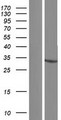 HSDL1 Protein - Western validation with an anti-DDK antibody * L: Control HEK293 lysate R: Over-expression lysate