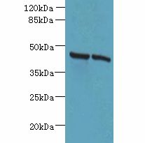 HSDL2 Antibody - Western blot. All lanes: HSDL2 antibody at 3 ug/ml. Lane 1: 293T whole cell lysate. Lane 2: HeLa whole cell lysate. Secondary Goat polyclonal to Rabbit IgG at 1:10000 dilution. Predicted band size: 45 kDa. Observed band size: 45 kDa.