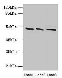 HSDL2 Antibody - Western blot All lanes: HSDL2 antibody at 3µg/ml Lane 1: 293T whole cell lysate Lane 2: Hela whole cell lysate Secondary Goat polyclonal to rabbit IgG at 1/10000 dilution Predicted band size: 46, 38 kDa Observed band size: 46 kDa