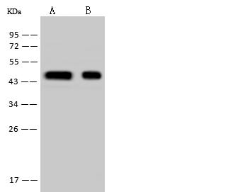 HSDL2 Antibody - Anti-HSDL2 rabbit polyclonal antibody at 1:500 dilution. Lane A: Hela Whole Cell Lysate. Lane B: 293 Whole Cell Lysate. Lysates/proteins at 30 ug per lane. Secondary: Goat Anti-Rabbit IgG (H+L)/HRP at 1/10000 dilution. Developed using the ECL technique. Performed under reducing conditions. Predicted band size: 45 kDa. Observed band size: 45 kDa.