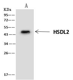 HSDL2 Antibody - HSDL2 was immunoprecipitated using: Lane A: 0.5 mg HeLa Whole Cell Lysate. 4 uL anti-HSDL2 rabbit polyclonal antibody and 60 ug of Immunomagnetic beads Protein A/G. Primary antibody: Anti-HSDL2 rabbit polyclonal antibody, at 1:100 dilution. Secondary antibody: Clean-Blot IP Detection Reagent (HRP) at 1:1000 dilution. Developed using the ECL technique. Performed under reducing conditions. Predicted band size: 45 kDa. Observed band size: 45 kDa.