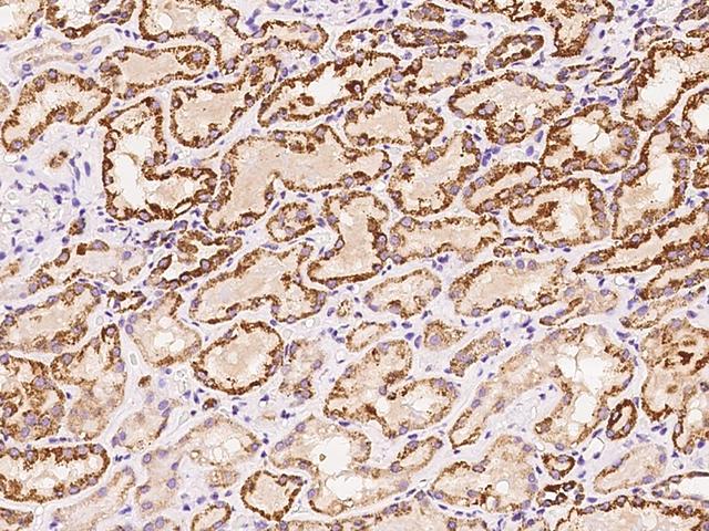 HSDL2 Antibody - Immunochemical staining of human HSDL2 in human kidney with rabbit polyclonal antibody at 1:200 dilution, formalin-fixed paraffin embedded sections.