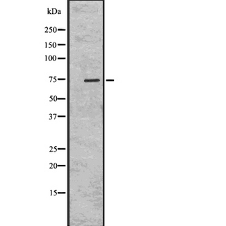 HSET / KIFC1 Antibody - Western blot analysis of KIFC1 using K562 whole cells lysates
