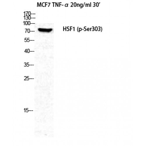 HSF1 Antibody - Western blot of Phospho-HSF1 (S303) antibody