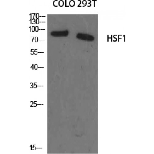 HSF1 Antibody - Western blot of HSF1 antibody