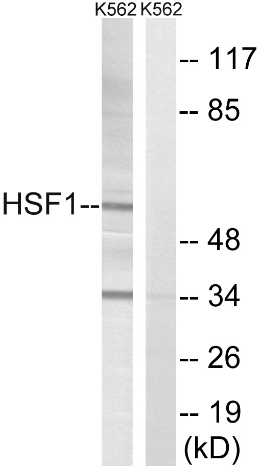 HSF1 Antibody - Western blot analysis of lysates from K562 cells, using HSF1 Antibody. The lane on the right is blocked with the synthesized peptide.