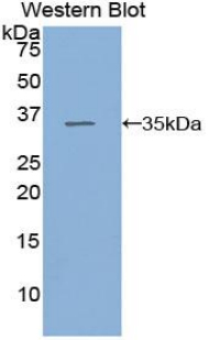 HSF1 Antibody - Western blot of recombinant HSF1.  This image was taken for the unconjugated form of this product. Other forms have not been tested.