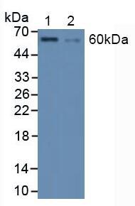 HSF1 Antibody - Western Blot; Sample: Lane1: Human HepG2 Cells; Lane2: Human K562 Cells.