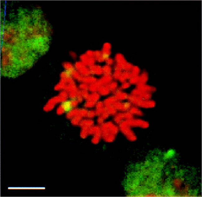 HSF1 Antibody - HSF1 granules present in heat-shocked mitotic cells (green) detected by IF in mitotic heat shocked HeLa cells.  This image was taken for the unconjugated form of this product. Other forms have not been tested.