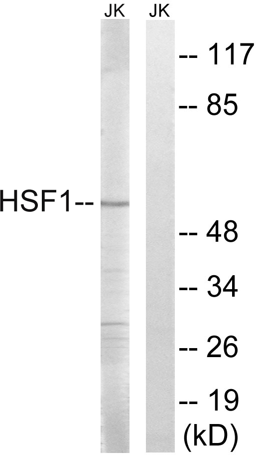 HSF1 Antibody - Western blot analysis of lysates from Jurkat cells, using HSF1 Antibody. The lane on the right is blocked with the synthesized peptide.