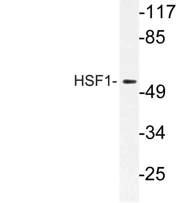 HSF1 Antibody - Western blot of HSF1 (D135) pAb in extracts from K562 cells.