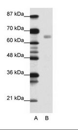 HSF1 Antibody - A: Marker, B: Jurkat Cell Lysate.  This image was taken for the unconjugated form of this product. Other forms have not been tested.