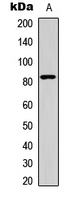 HSF1 Antibody - Western blot analysis of HSF1 expression in A549 (A) whole cell lysates.