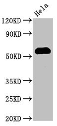 HSF1 Antibody - Positive Western Blot detected in Hela whole cell lysate. All lanes: HSF1 antibody at 3 µg/ml Secondary Goat polyclonal to rabbit IgG at 1/50000 dilution. Predicted band size: 58, 53 KDa. Observed band size: 58 KDa