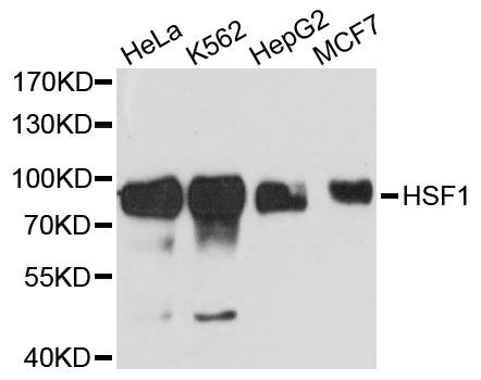 HSF1 Antibody - Western blot analysis of extracts of various cell lines, using HSF1 antibody at 1:3000 dilution. The secondary antibody used was an HRP Goat Anti-Rabbit IgG (H+L) at 1:10000 dilution. Lysates were loaded 25ug per lane and 3% nonfat dry milk in TBST was used for blocking. An ECL Kit was used for detection and the exposure time was 90s.