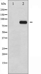 HSF1 Antibody - Western blot analysis of HSF1 phosphorylation expression in TNF-a treated MCF-7 whole cells lysates. The lane on the left is treated with the antigen-specific peptide.