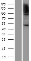 HSF1 Protein - Western validation with an anti-DDK antibody * L: Control HEK293 lysate R: Over-expression lysate
