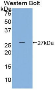 HSF2 Antibody - Western blot of recombinant HSF2.  This image was taken for the unconjugated form of this product. Other forms have not been tested.