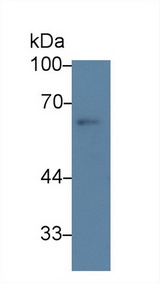 HSF2 Antibody - Western Blot; Sample: Rat Testis lysate; Primary Ab: 3µg/ml Rabbit Anti-Rat HSF2 Antibody Second Ab: 0.2µg/mL HRP-Linked Caprine Anti-Rabbit IgG Polyclonal Antibody