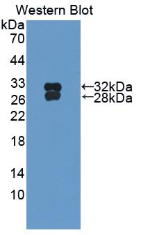 HSF2 Antibody - Western Blot; Sample: Recombinant protein.