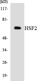 HSF2 Antibody - Western blot analysis of the lysates from HeLa cells using HSF2 antibody.