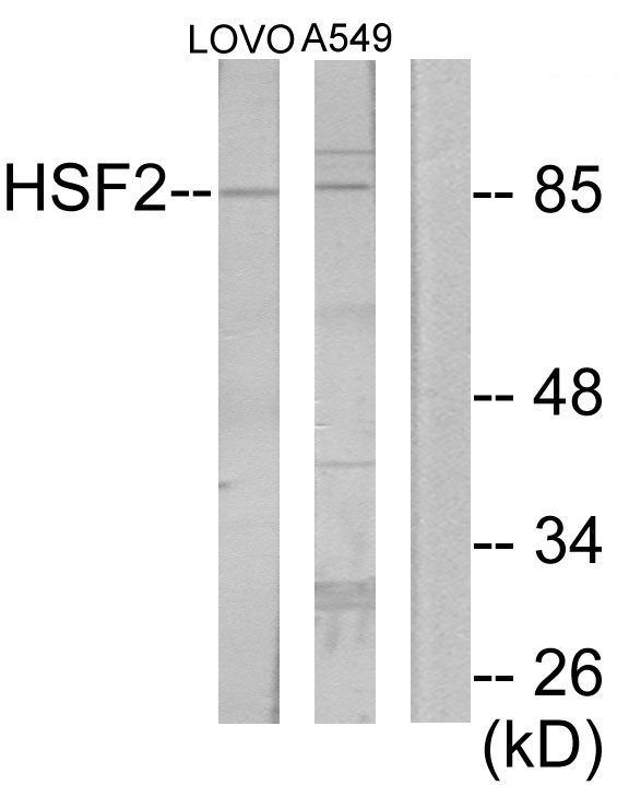 HSF2 Antibody - Western blot analysis of lysates from LOVO and A549 cells, using HSF2 Antibody. The lane on the right is blocked with the synthesized peptide.