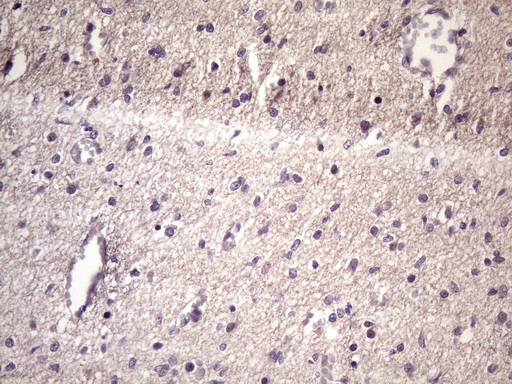 HSF2 Antibody - Immunohistochemical staining of paraffin-embedded Human embryonic cerebellum using anti-HSF2 mouse monoclonal antibody. (Heat-induced epitope retrieval by 1 mM EDTA in 10mM Tris, pH8.5, 120C for 3min. (1:150)