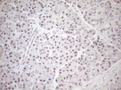 HSF2 Antibody - Immunohistochemical staining of paraffin-embedded Human pancreas tissue within the normal limits using anti-HSF2 mouse monoclonal antibody. (Heat-induced epitope retrieval by 1mM EDTA in 10mM Tris buffer. (pH8.5) at 120 oC for 3 min. (1:150)