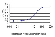 HSF2 Antibody - Detection limit for recombinant GST tagged HSF2 is approximately 0.3 ng/ml as a capture antibody.