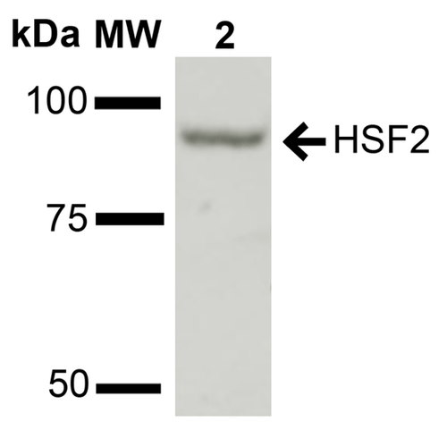 HSF2 Antibody - Western blot analysis of Rat Liver cell lysates showing detection of ~60.3 kDa HSF2 protein using Rabbit Anti-HSF2 Polyclonal Antibody. Lane 1: Molecular Weight Ladder (MW). Lane 2: Rat Liver cell lysates. Load: 15 µg. Block: 5% Skim Milk in 1X TBST. Primary Antibody: Rabbit Anti-HSF2 Polyclonal Antibody  at 1:1000 for 2 hours at RT. Secondary Antibody: Goat Anti-Rabbit IgG: HRP at 1:2000 for 60 min at RT. Color Development: ECL solution for 6 min in RT. Predicted/Observed Size: ~60.3 kDa.
