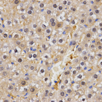 HSF2 Antibody - Immunohistochemistry of paraffin-embedded rat liver tissue.