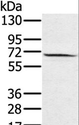 HSF2 Antibody - Western blot analysis of HeLa cell, using HSF2 Polyclonal Antibody at dilution of 1:550.