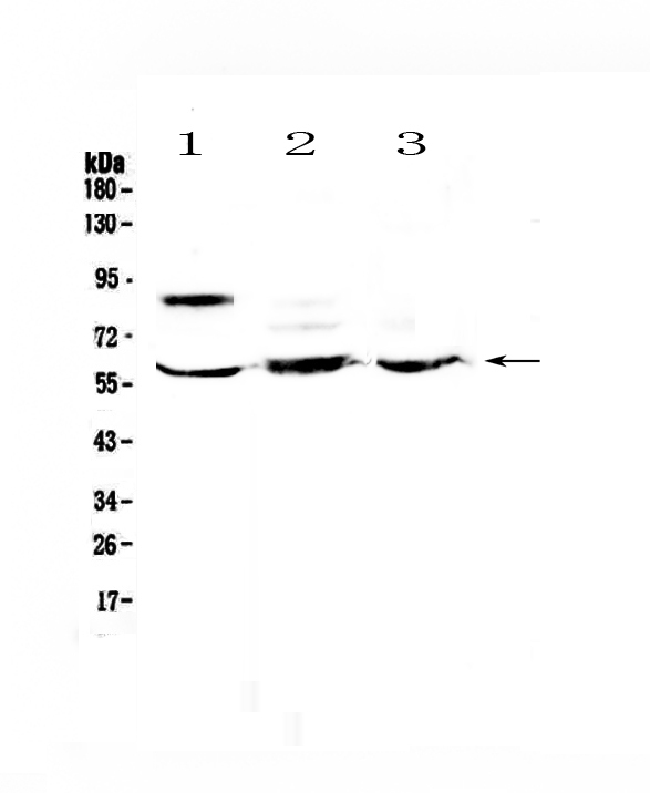 HSF2 Antibody - Western blot - Anti-HSF2 Picoband antibody